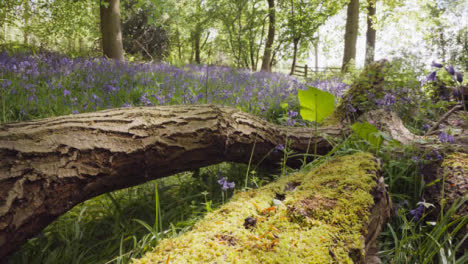 Glockenblumen-Wachsen-In-Britischen-Wäldern-Mit-Umgestürztem-Baum-Im-Vordergrund
