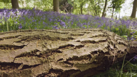 Glockenblumen-Wachsen-In-Britischen-Wäldern-Mit-Umgestürztem-Baum-Im-Vordergrund-1