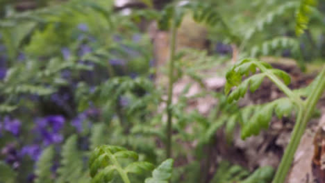 Close-Up-Of-Bluebells-And-Ferns-Growing-In-UK-Woodland-Around-Fallen-Tree-1