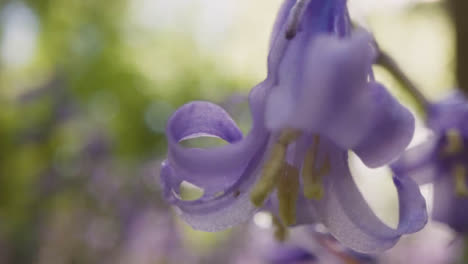 Close-Up-Of-Woodland-With-Bluebells-Growing-In-UK-Countryside-9