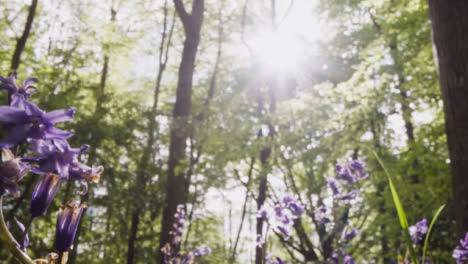 Primer-Plano-De-ángulo-Bajo-De-Bosques-Con-Campanillas-Que-Crecen-En-La-Campiña-Británica-1