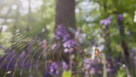 Nahaufnahme-Der-Spinne-Im-Netz-In-Wäldern-Mit-Glockenblumen,-Die-In-Der-Britischen-Landschaft-Wachsen