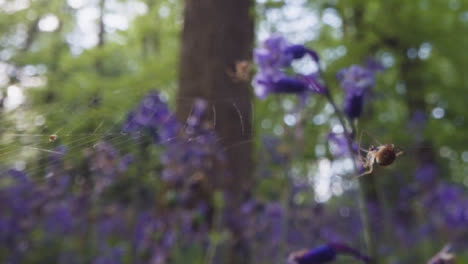 Spinne-Im-Netz-Im-Wald-Mit-Glockenblumen-In-Der-Britischen-Landschaft-Hautnah-1