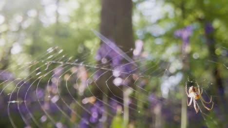 Nahaufnahme-Einer-Spinne-Im-Netz-In-Wäldern-Mit-Glockenblumen-In-Der-Britischen-Landschaft-2