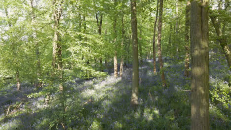 Drone-Shot-Of-Woodland-With-Bluebells-Growing-In-UK-Countryside-12