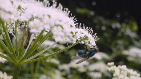 Close-Up-Of-Fly-On-Flower-In-UK-Countryside