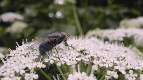 Close-Up-Of-Fly-On-Flower-In-UK-Countryside-1