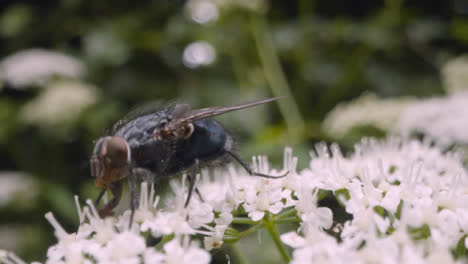 Close-Up-Of-Fly-On-Flower-In-UK-Countryside-2