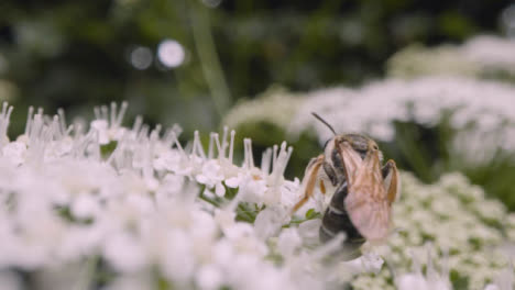 Nahaufnahme-Einer-Biene-Auf-Einer-Blume,-Die-Nektar-In-Der-Britischen-Landschaft-Sammelt-1