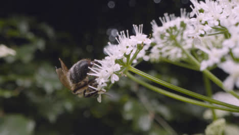 Nahaufnahme-Einer-Biene-Auf-Einer-Blume,-Die-Nektar-In-Der-Britischen-Landschaft-Sammelt-2