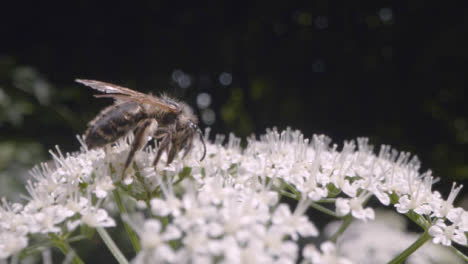Nahaufnahme-Einer-Biene-Auf-Einer-Blume,-Die-Nektar-In-Der-Britischen-Landschaft-Sammelt-3