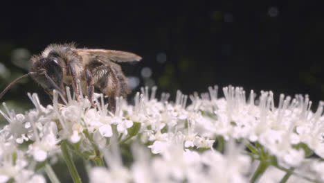 Nahaufnahme-Einer-Biene-Auf-Einer-Blume,-Die-Nektar-In-Der-Britischen-Landschaft-Sammelt-4