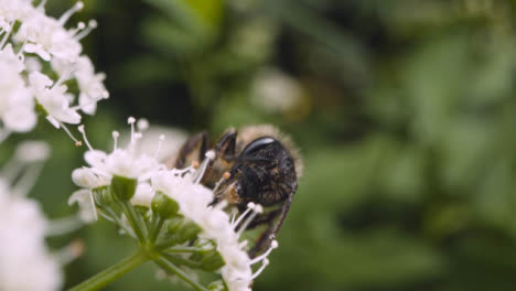 Nahaufnahme-Einer-Biene-Auf-Einer-Blume,-Die-Nektar-In-Der-Britischen-Landschaft-Sammelt-5