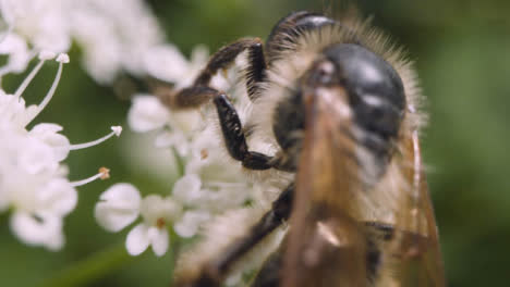Nahaufnahme-Einer-Biene-Auf-Einer-Blume,-Die-Nektar-In-Der-Britischen-Landschaft-Sammelt-6