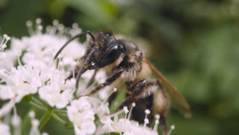 Nahaufnahme-Einer-Biene-Auf-Einer-Blume,-Die-Nektar-In-Der-Britischen-Landschaft-Sammelt-7