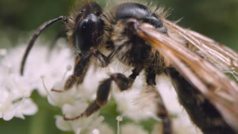 Nahaufnahme-Einer-Biene-Auf-Einer-Blume,-Die-Nektar-In-Der-Britischen-Landschaft-Sammelt-8