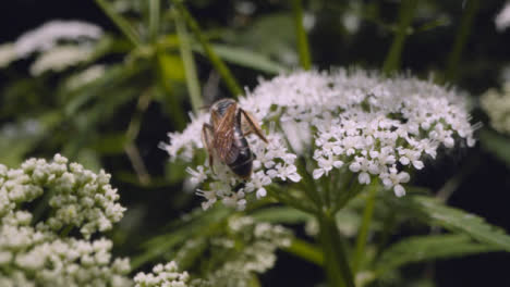 Nahaufnahme-Einer-Biene-Auf-Einer-Blume,-Die-Nektar-In-Der-Britischen-Landschaft-Sammelt-9