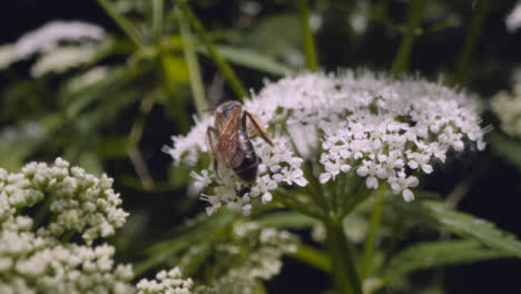 Close-Up-Of-Bee-On-Flower-Collecting-Nectar-In-UK-Countryside-9