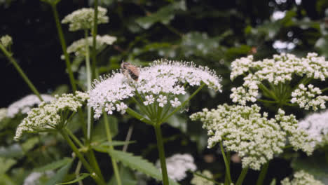 Nahaufnahme-Einer-Biene-Auf-Einer-Blume,-Die-Nektar-In-Der-Britischen-Landschaft-Sammelt-10