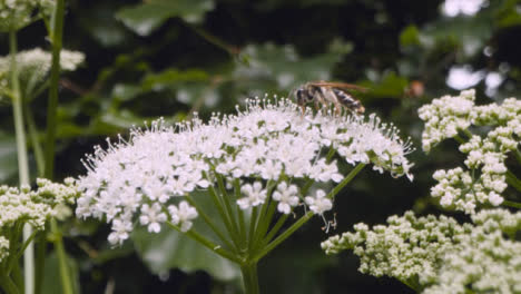 Nahaufnahme-Einer-Biene-Auf-Einer-Blume,-Die-Nektar-In-Der-Britischen-Landschaft-Sammelt-11