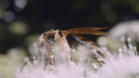 Nahaufnahme-Einer-Biene-Auf-Einer-Blume,-Die-Nektar-In-Der-Britischen-Landschaft-Sammelt-12