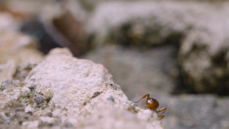 Close-Up-Of-Ant-Crawling-Over-Ground-1