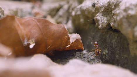 Nahaufnahme-Einer-Ameise,-Die-Durch-Blätter-über-Den-Boden-Kriecht