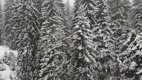 Snow-Covered-Trees-On-Mountain-From-Ski-Chair-Lift