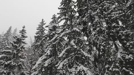 Snow-Covered-Trees-On-Mountain-From-Ski-Chair-Lift-1
