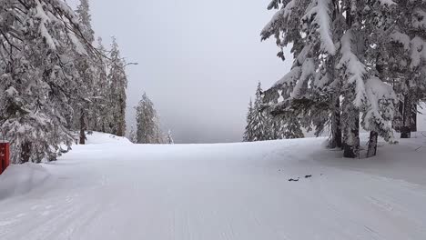 Skipiste-Zwischen-Schneebedeckten-Bäumen