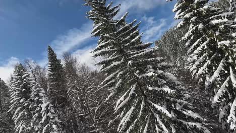 Snow-Covered-Trees-On-Mountain-From-Ski-Chair-Lift-2