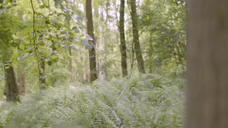 Nahaufnahme-Frühlingssommerwald-Mit-Farnen,-Die-In-Der-Britischen-Landschaft-Wachsen-1