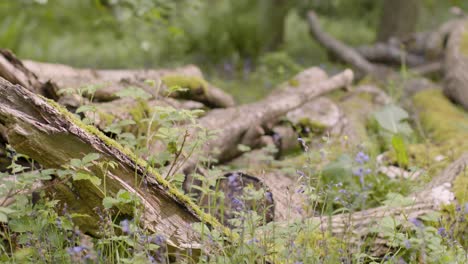 Close-Up-Fallen-Tree-Branches-Wild-Flowers-Plants-Growing-In-UK-Countryside