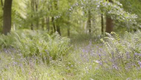 Woodland-With-Bluebells-And-Ferns-Growing-In-UK-Countryside