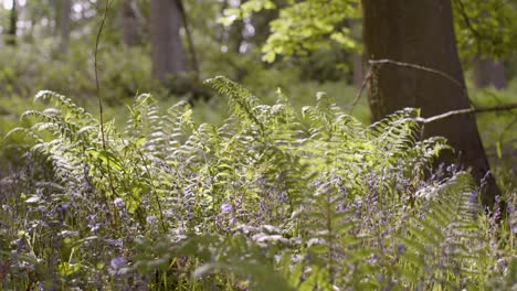 Wald-Mit-Glockenblumen-Und-Farnen,-Die-In-Der-Britischen-Landschaft-Wachsen-1