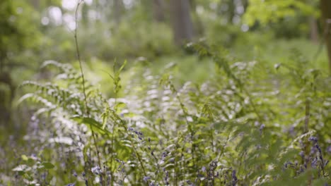 Wald-Mit-Glockenblumen-Und-Farnen,-Die-In-Der-Britischen-Landschaft-Wachsen-2