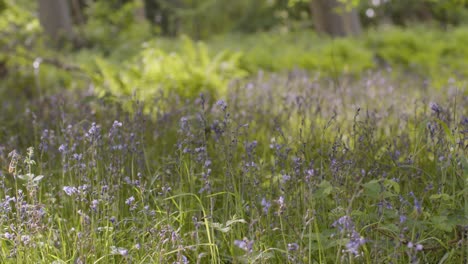 Woodland-With-Bluebells-And-Ferns-Growing-In-UK-Countryside-3