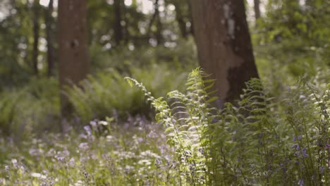 Wald-Mit-Glockenblumen-Und-Farnen,-Die-In-Der-Britischen-Landschaft-Wachsen-5