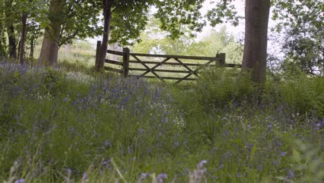 Spring-Summer-Woodland-Wild-Flowers-Growing-Wooden-Gate-In-UK-Countryside