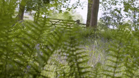 Gate-In-Woodland-With-Bluebells-And-Ferns-Growing-In-UK-Countryside