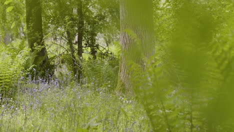 Wald-Mit-Glockenblumen-Und-Farnen,-Die-In-Der-Britischen-Landschaft-Wachsen-7