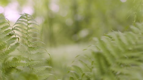 Close-Up-Spring-Summer-Woodland-With-Ferns-Growing-In-UK-Countryside-2