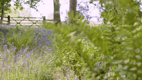 Gate-In-Woodland-With-Bluebells-And-Ferns-Growing-In-UK-Countryside-1