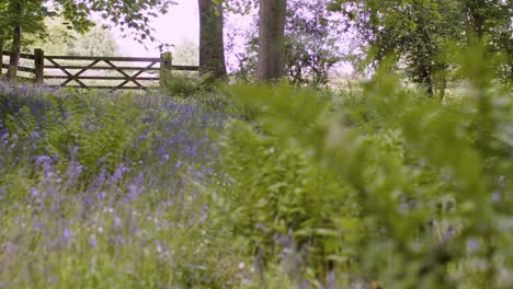 Gate-To-Field-Sheep-Farm-Woodland-Bluebells-Ferns-Growing-UK-Countryside