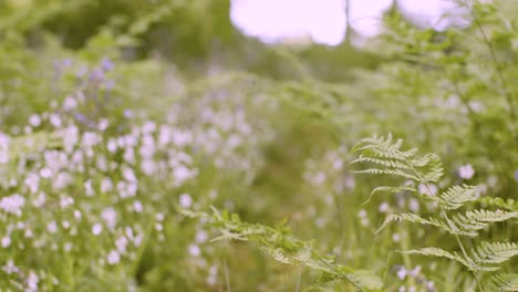 Bosque-Con-Campanillas-Y-Helechos-Que-Crecen-En-La-Campiña-Británica-8