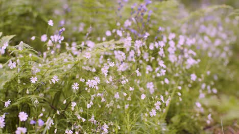 Nahaufnahme-Wald-Mit-Glockenblumen-Und-Farnen,-Die-In-Der-Britischen-Landschaft-Wachsen