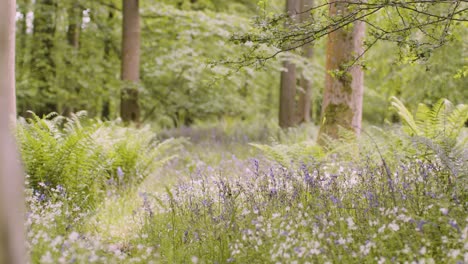Wald-Mit-Glockenblumen-Und-Farnen,-Die-In-Der-Britischen-Landschaft-Wachsen-9