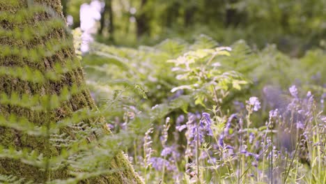 Woodland-With-Bluebells-And-Ferns-Growing-In-UK-Countryside-12