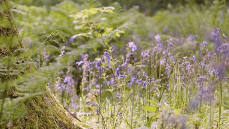 Wald-Mit-Glockenblumen-Und-Farnen,-Die-In-Der-Britischen-Landschaft-Wachsen-13