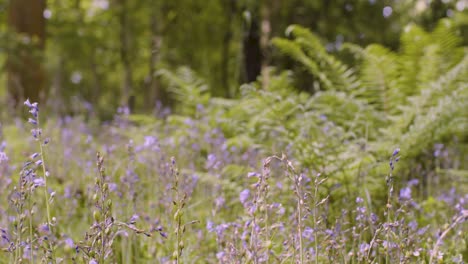 Wald-Mit-Glockenblumen-Und-Farnen,-Die-In-Der-Britischen-Landschaft-Wachsen-14